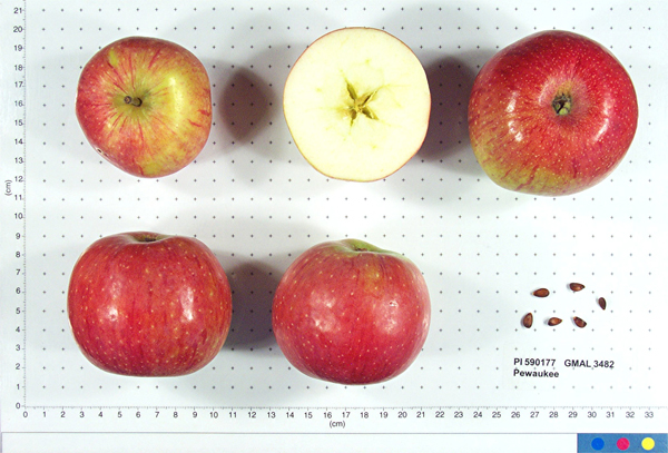 Click for 1 image(s) for this accession. FRUIT