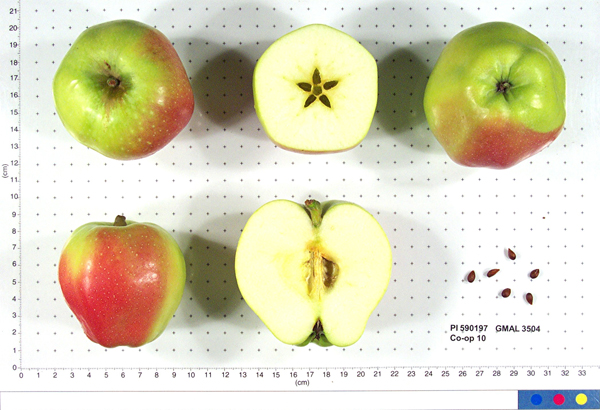 Click for 1 image(s) for this accession. FRUIT