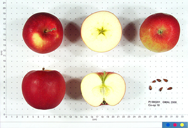 Click for 1 image(s) for this accession. FRUIT