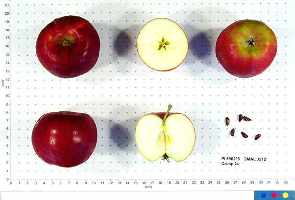 Click for 1 image(s) for this accession. FRUIT