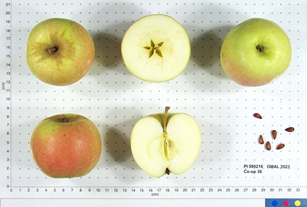 Click for 2 image(s) for this accession. FRUIT
