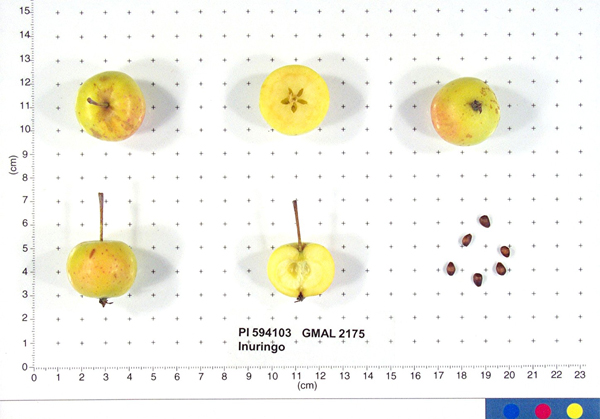 Click for 1 image(s) for this accession. FRUIT