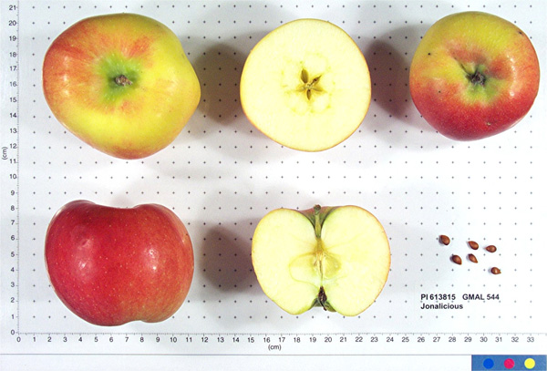 FRUIT