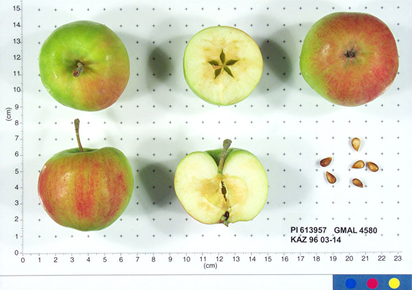 Click for 1 image(s) for this accession. FRUIT
