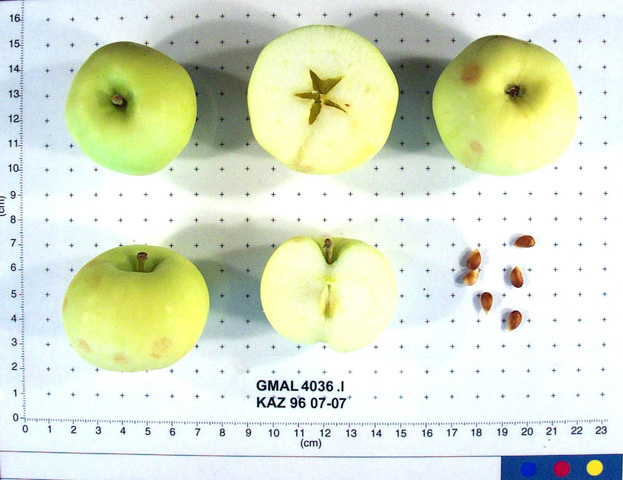 FRUIT