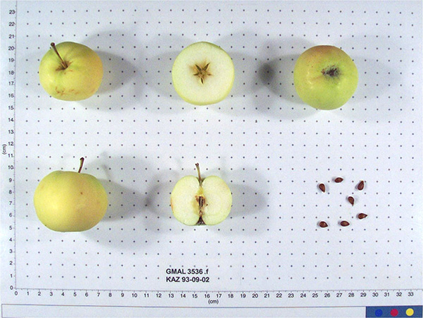 Click for 1 image(s) for this accession. FRUIT