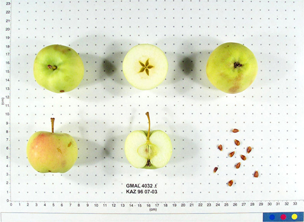 FRUIT