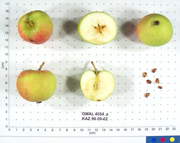 Click for 1 image(s) for this accession. FRUIT
