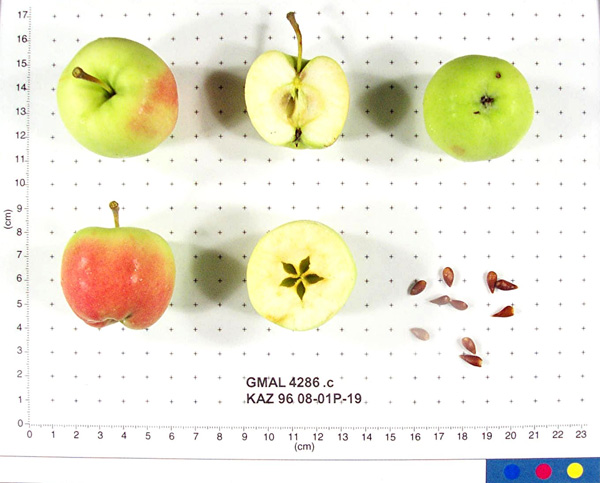 FRUIT