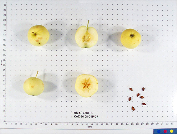 Click for 1 image(s) for this accession. FRUIT