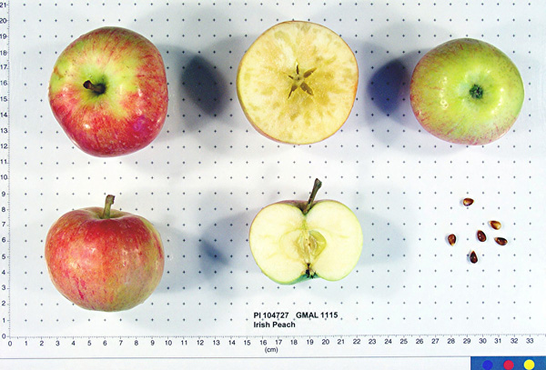 FRUIT