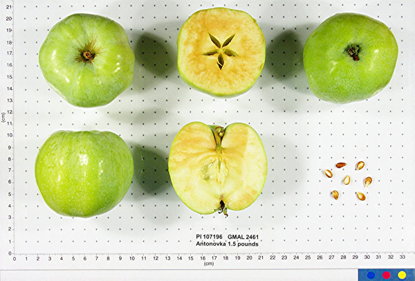 Click for 1 image(s) for this accession. FRUIT