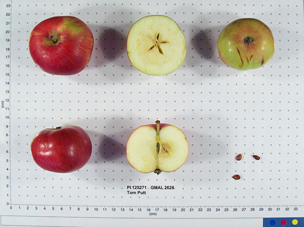 Click for 1 image(s) for this accession. FRUIT