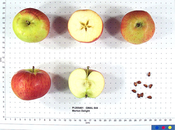 Click for 1 image(s) for this accession. FRUIT