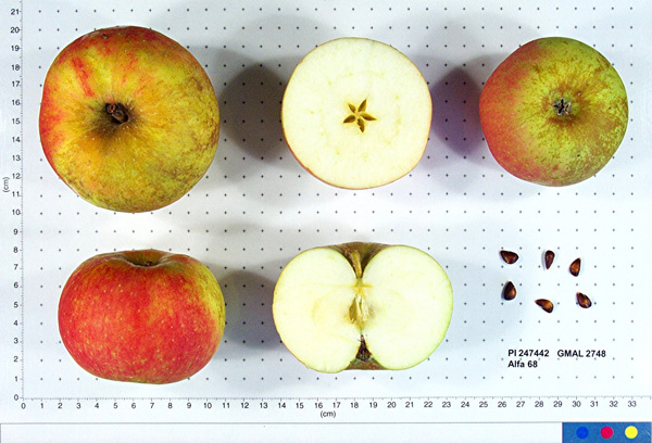 FRUIT