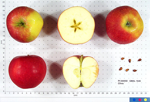 Click for 1 image(s) for this accession. FRUIT