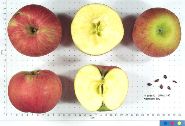 Click for 3 image(s) for this accession. FRUIT