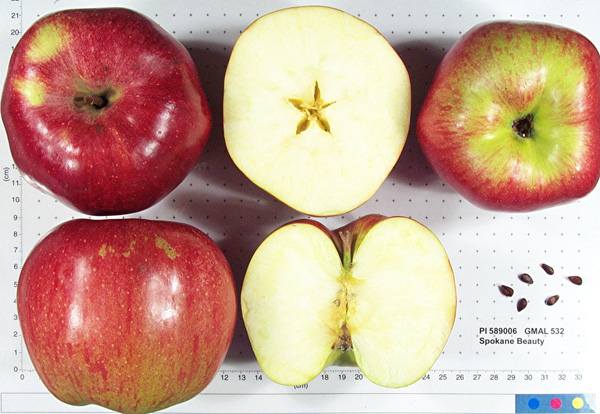 Click for 2 image(s) for this accession. FRUIT