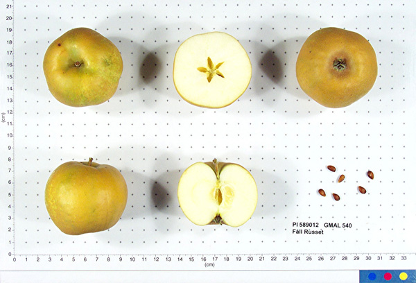 FRUIT