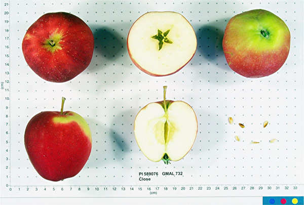 Click for 1 image(s) for this accession. FRUIT