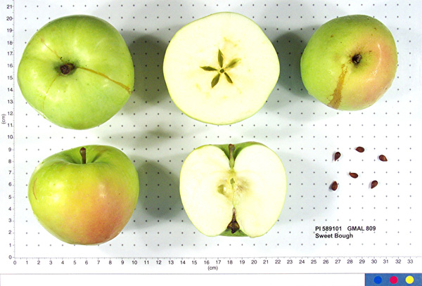FRUIT