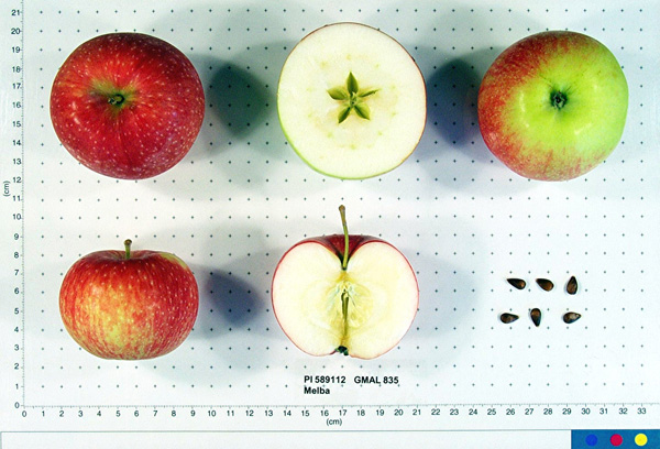 Click for 1 image(s) for this accession. FRUIT