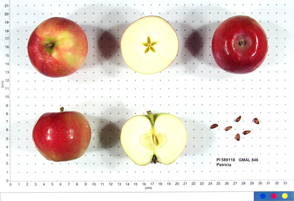FRUIT