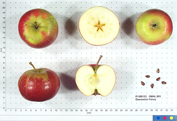 Click for 1 image(s) for this accession. FRUIT