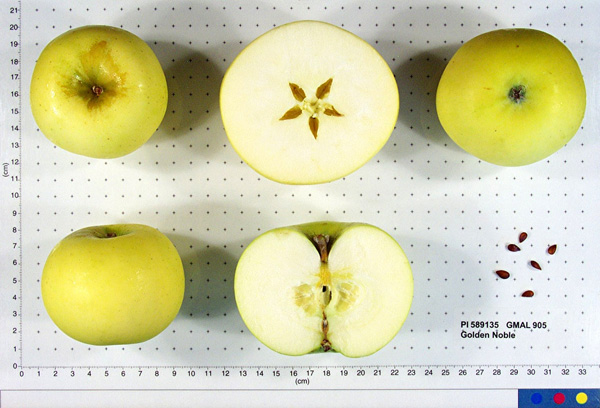 Click for 1 image(s) for this accession. FRUIT