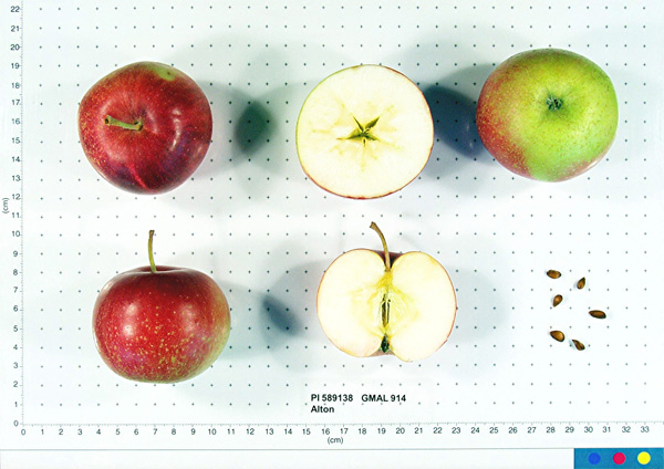 Click for 1 image(s) for this accession. FRUIT