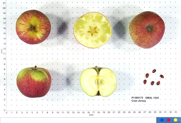 Click for 1 image(s) for this accession. FRUIT