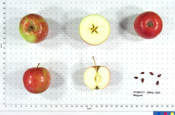 FRUIT