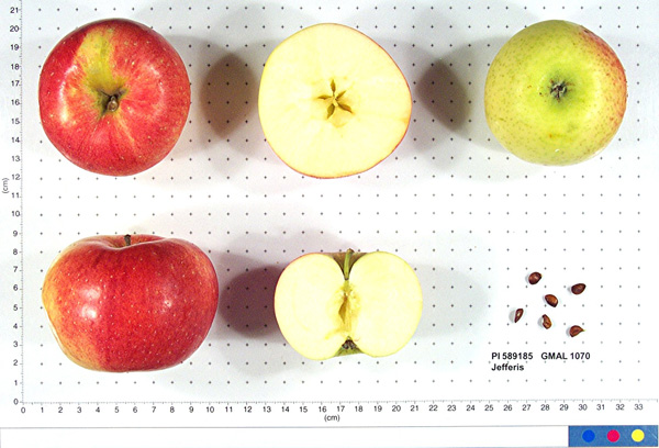 Click for 1 image(s) for this accession. FRUIT