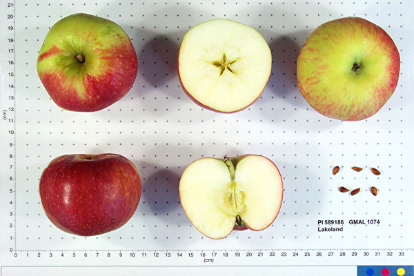 Click for 1 image(s) for this accession. FRUIT