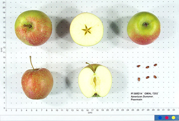 Click for 1 image(s) for this accession. FRUIT