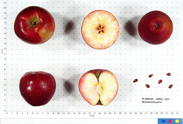 Click for 2 image(s) for this accession. FRUIT