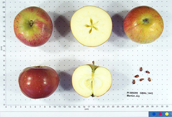 Click for 1 image(s) for this accession. FRUIT