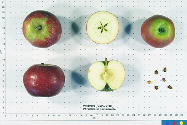 Click for 1 image(s) for this accession. FRUIT