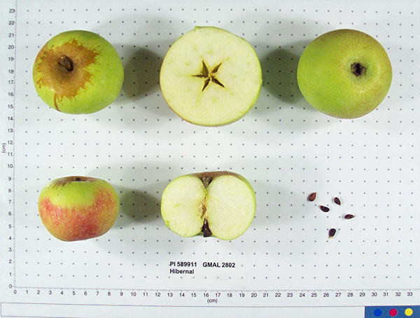 FRUIT