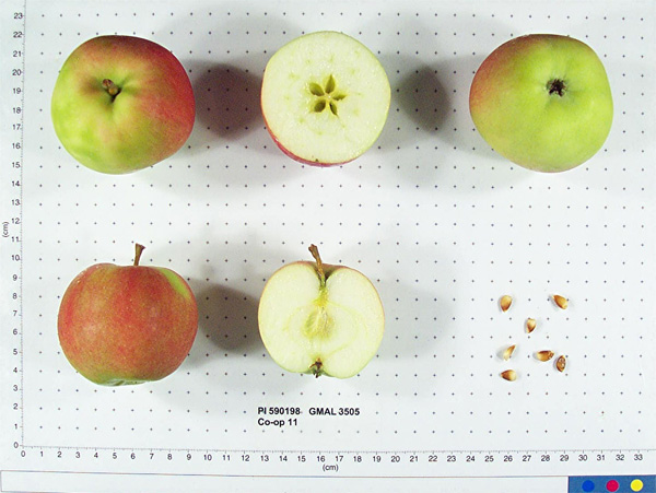 Click for 1 image(s) for this accession. FRUIT