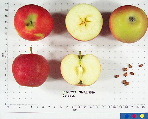 Click for 1 image(s) for this accession. FRUIT