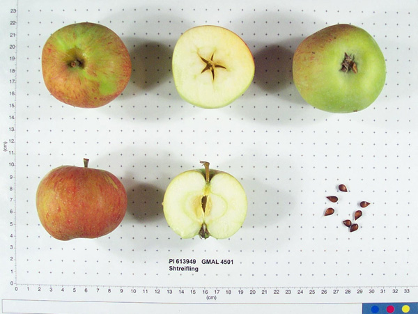 Click for 1 image(s) for this accession. FRUIT