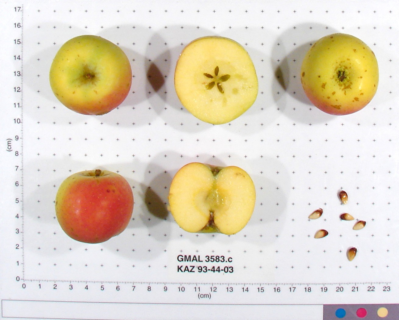 FRUIT