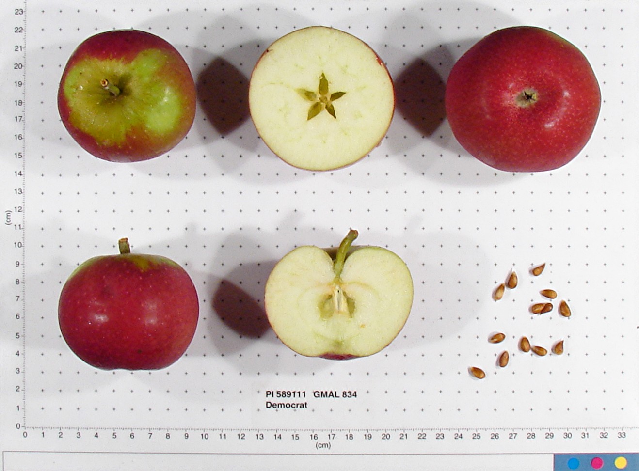 Click for 2 image(s) for this accession. FRUIT