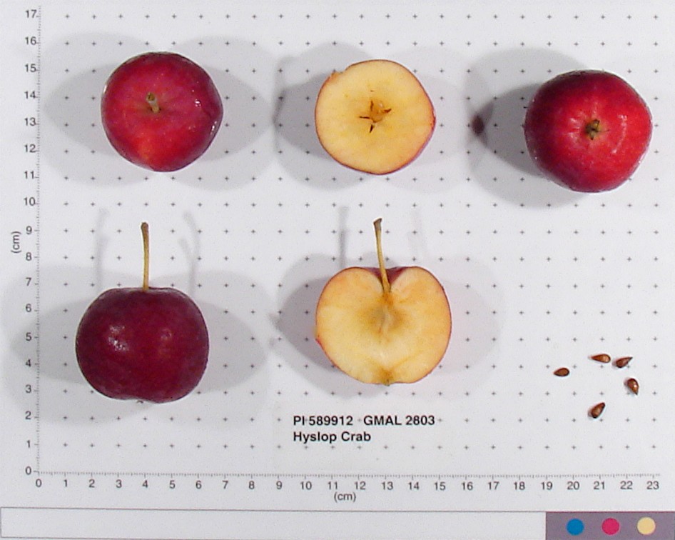 FRUIT
