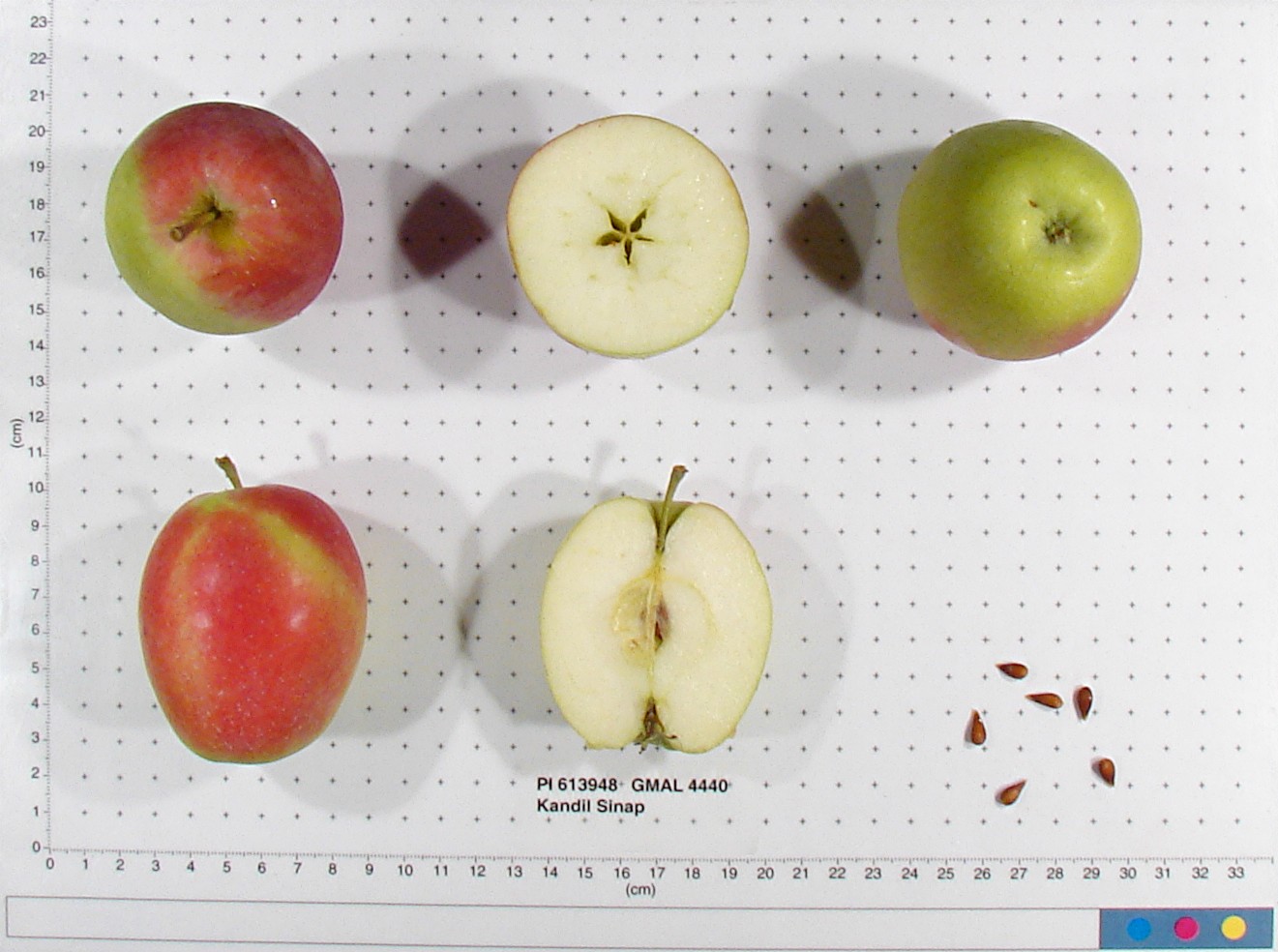 Click for 2 image(s) for this accession. FRUIT