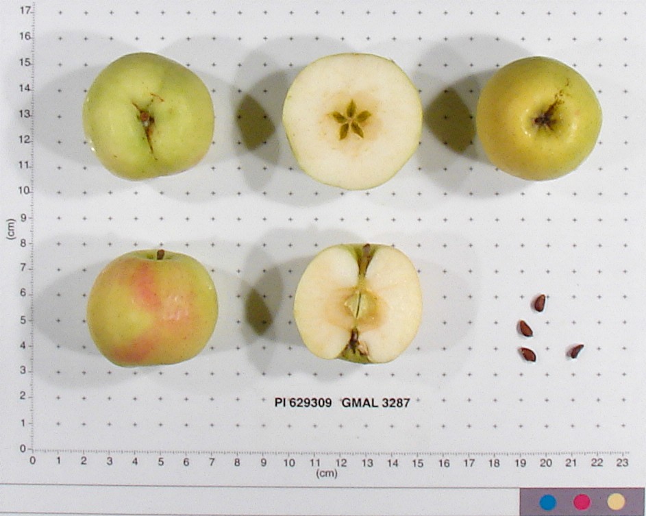 Click for 2 image(s) for this accession. FRUIT