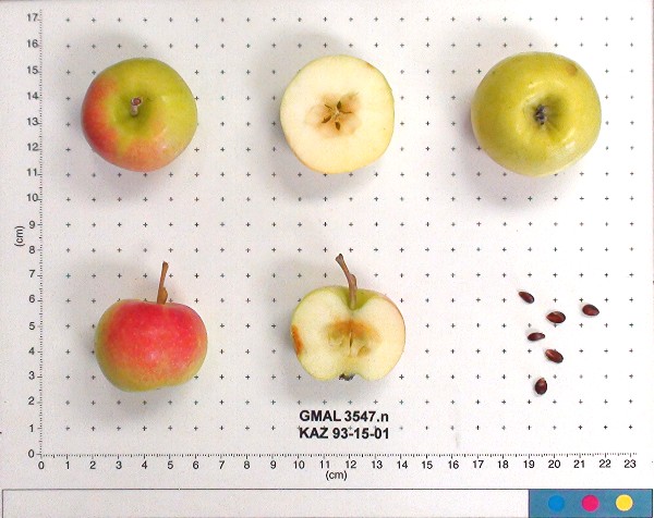 Click for 1 image(s) for this accession. FRUIT