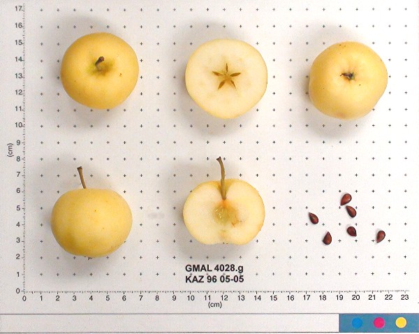 Click for 1 image(s) for this accession. FRUIT