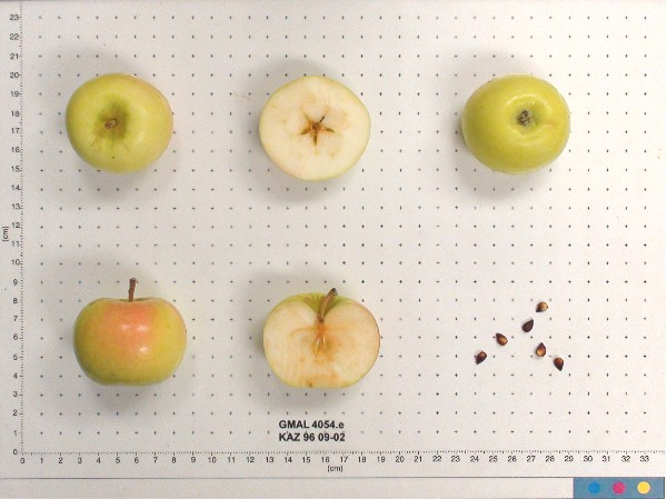 Click for 1 image(s) for this accession. FRUIT